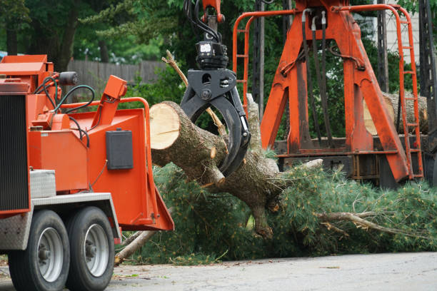 Professional Tree Service in Fairmont, MN